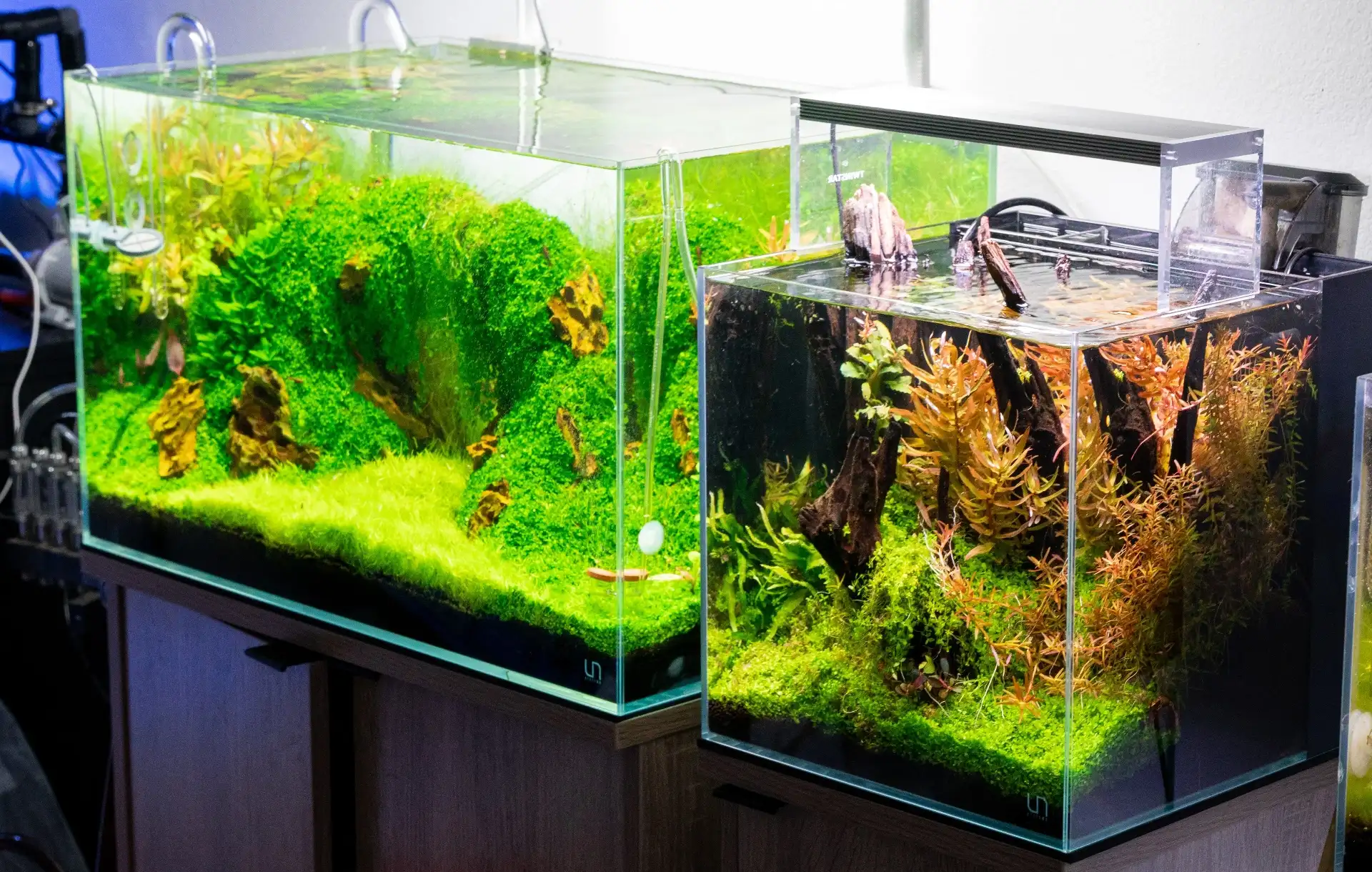 The Ultimate Beginner’s Guide to Low-Tech Aquascaping (No CO2, No Stress!)