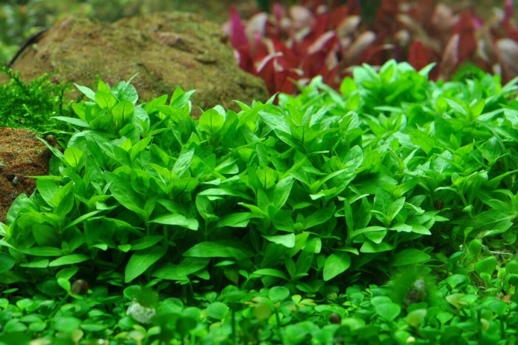 7. Staurogyne Repens (S. Repens)