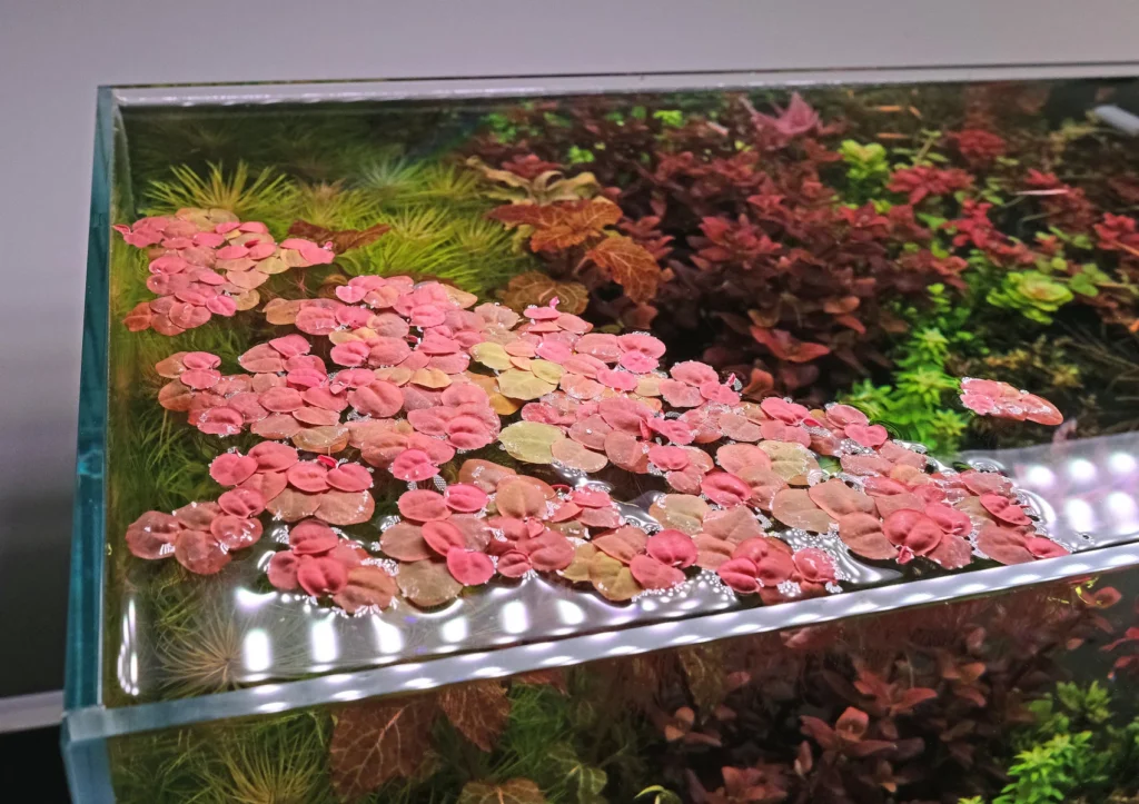 12. Red Root Floaters (Phyllanthus fluitans)
