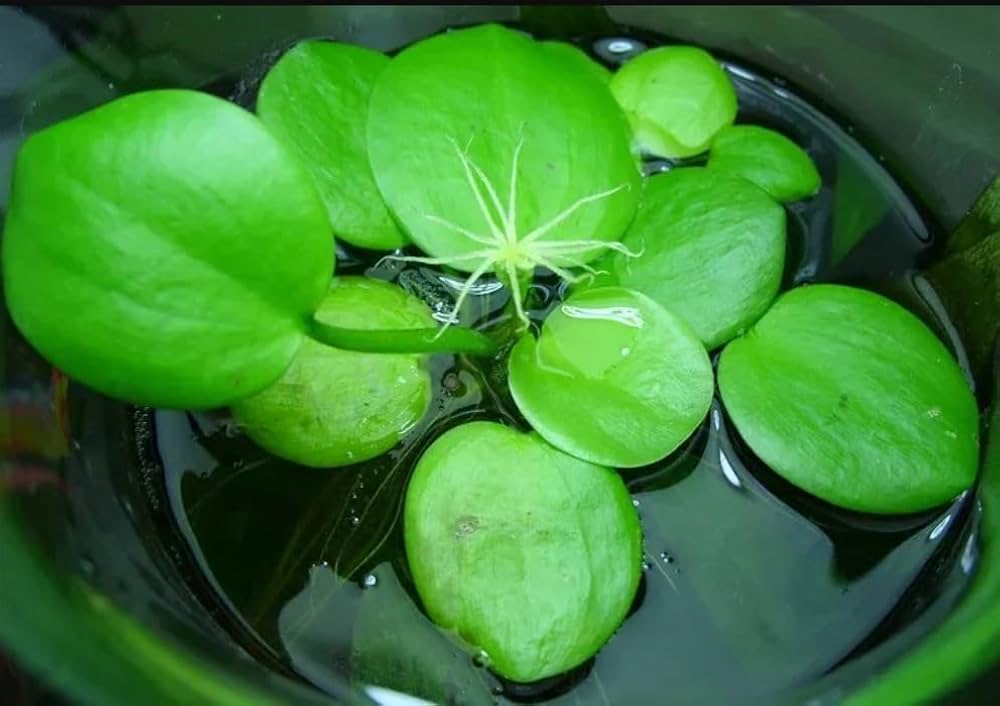 10. Amazon Frogbit (Limnobium laevigatum)