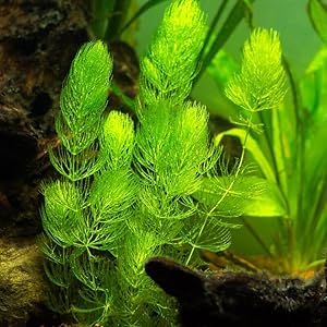 1. Hornwort (Ceratophyllum demersum)