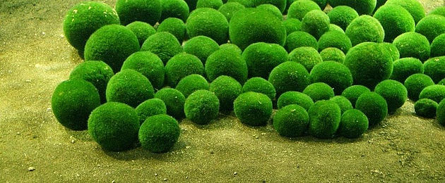 8. Marimo Moss Ball (Aegagropila linnaei)