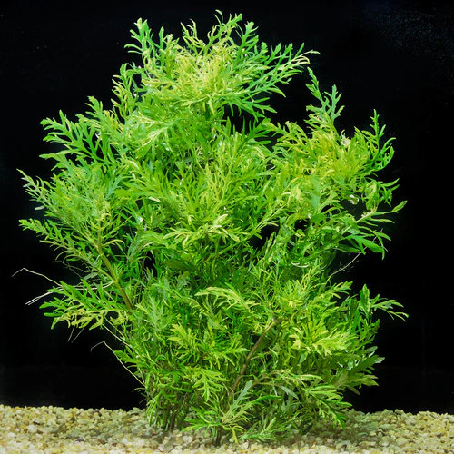 2. Water Wisteria (Hygrophila difformis)