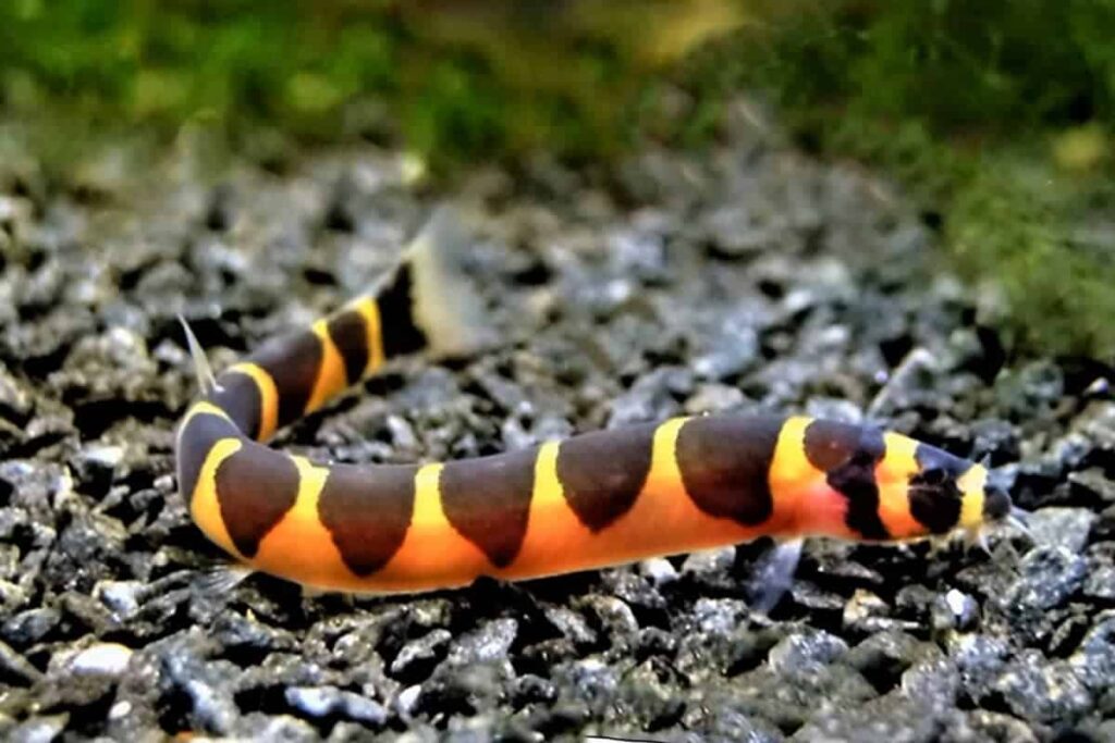 3. Kuhli Loach (Pangio kuhlii)