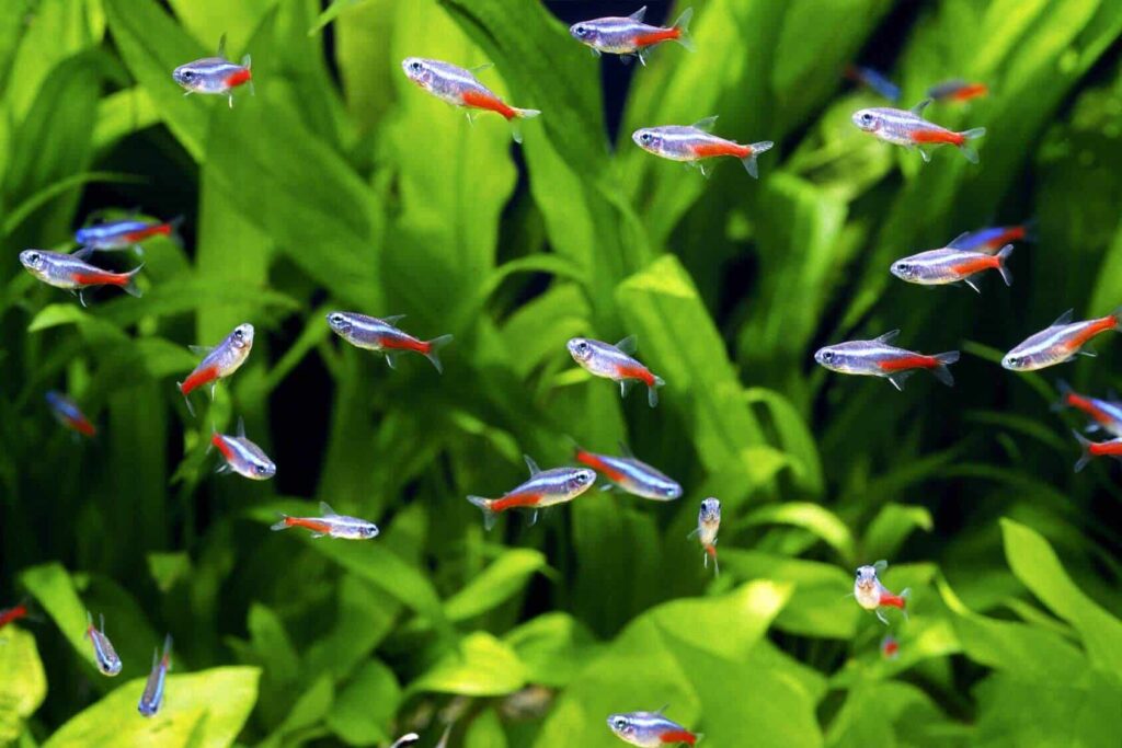 7. Neon Tetra (Paracheirodon innesi)