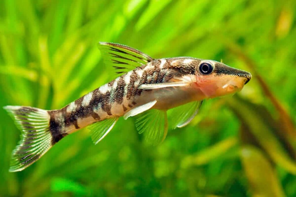 2. Otocinclus Catfish (Otocinclus vittatus)