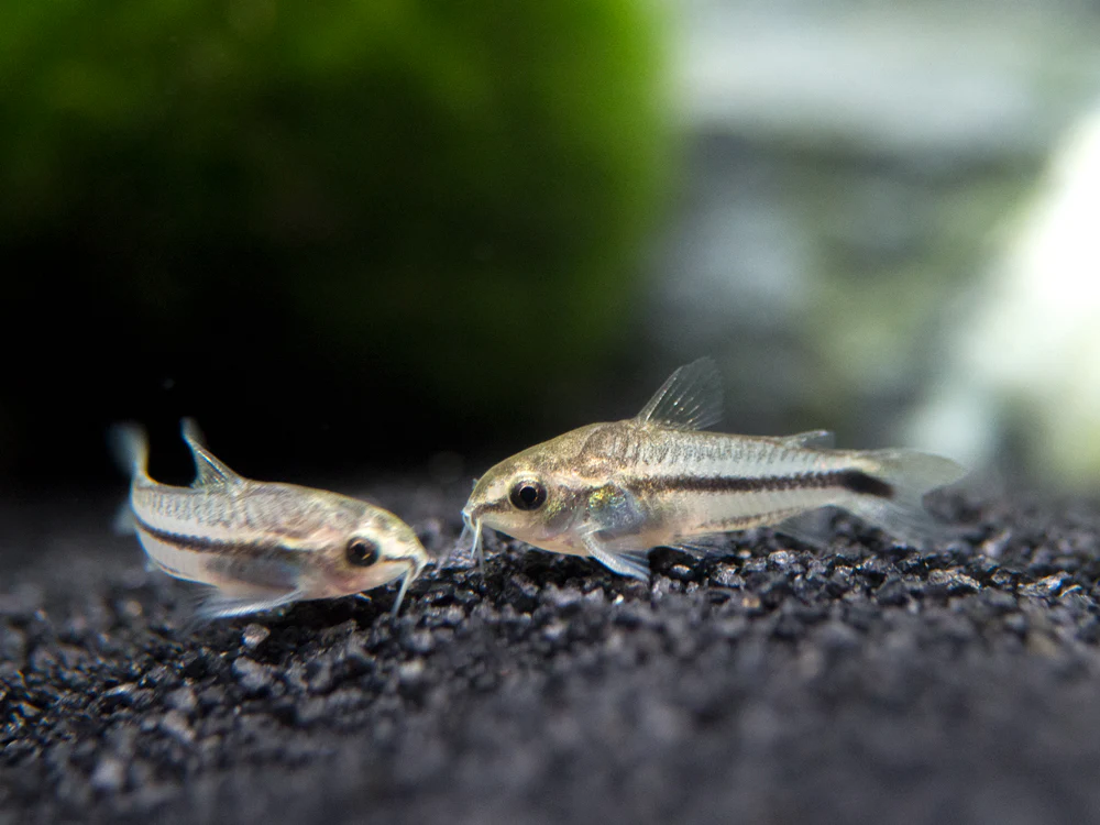 1. Pygmy Corydoras (Corydoras pygmaeus) fish picture