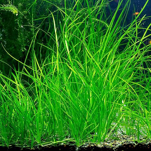 3. Vallisneria (Vallisneria species)