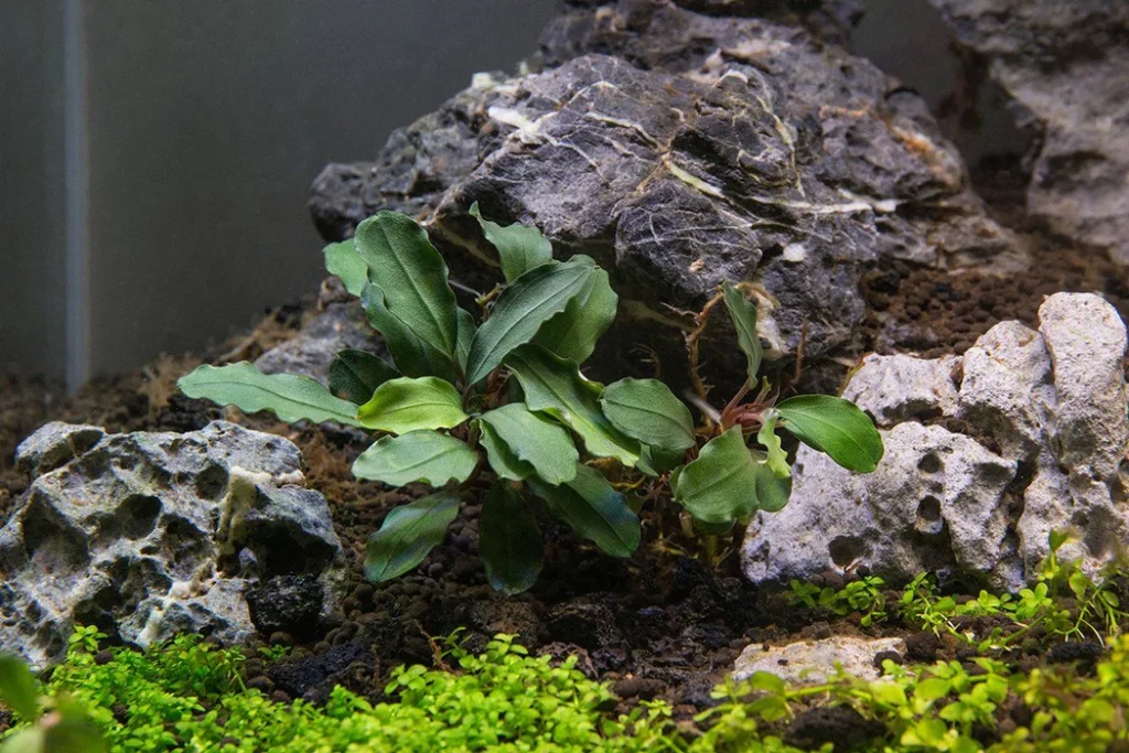 Bucephalandra ('Buce')
