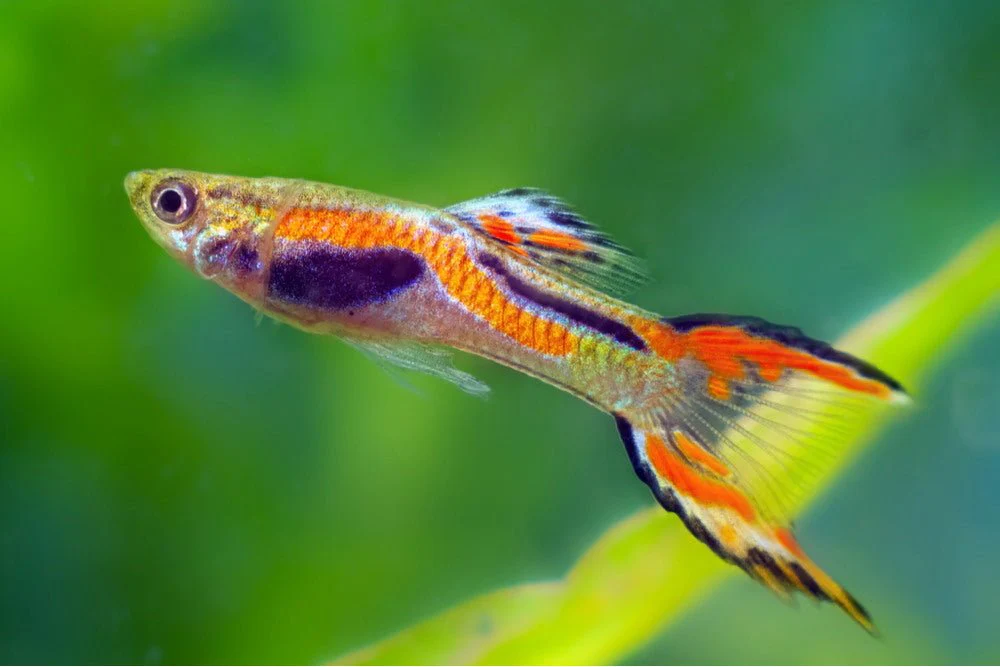 Guppy / Endler: At-a-Glance