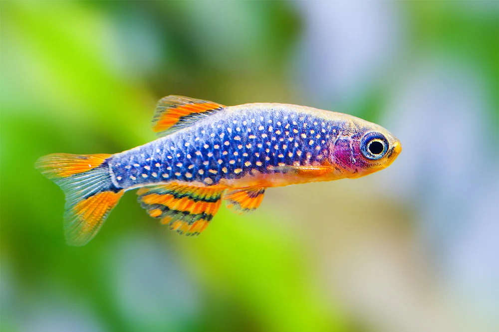 Celestial Pearl Danio (Danio margaritatus)