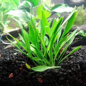9. Cryptocoryne Parva