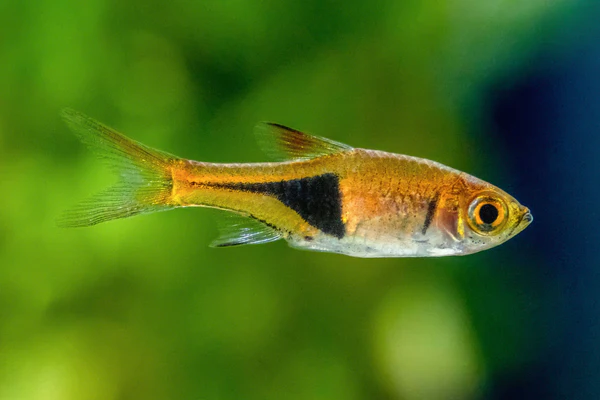 Harlequin Rasbora: At-a-Glance
