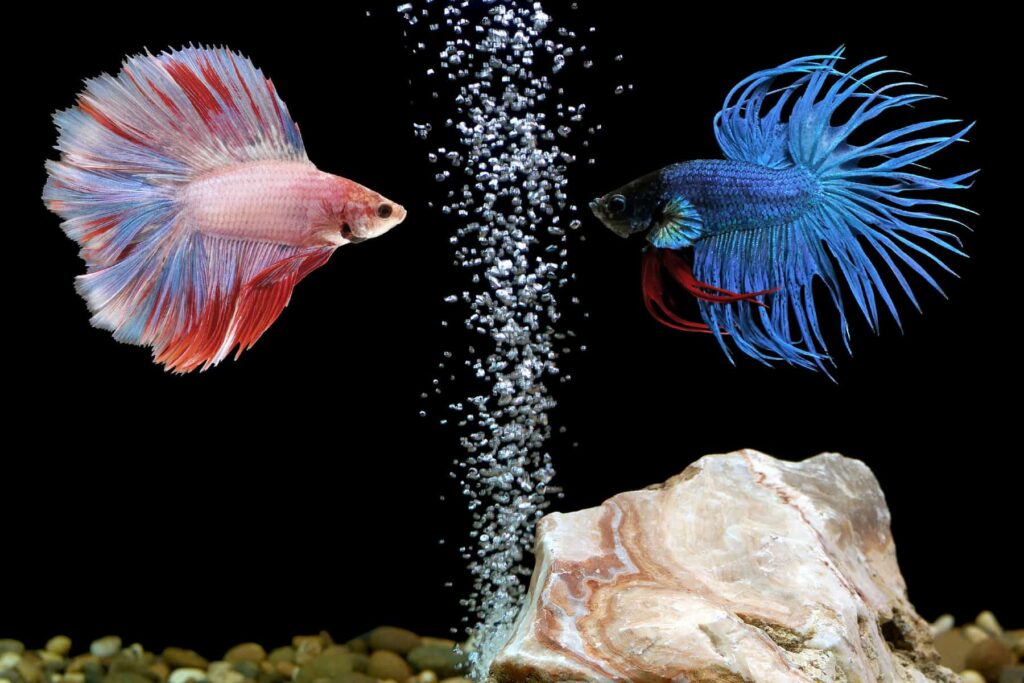 10. A Single Betta (Betta splendens) - With Considerations