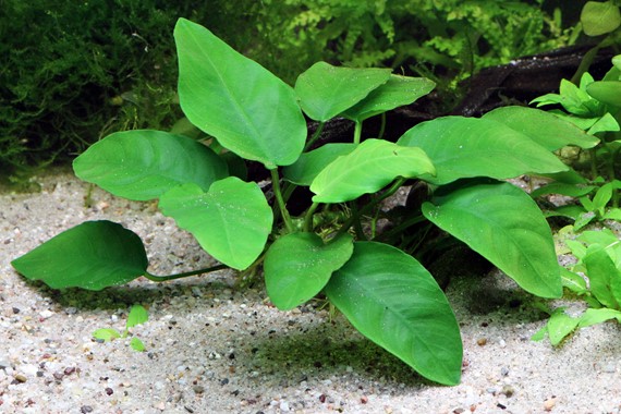 . Anubias Nana (Anubias barteri var. nana)