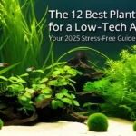 A serene, low-tech planted aquarium with crystal-clear water. Anubias is growing on driftwood in the midground, with a background of Vallisneria and Marimo Moss Balls in the front.