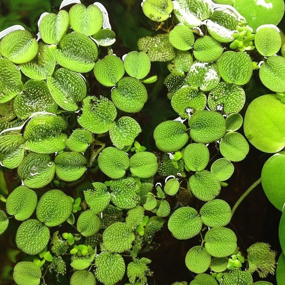 11. Salvinia Minima
