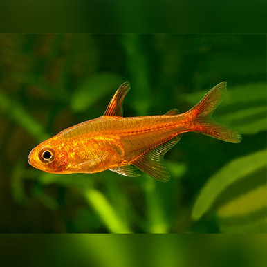 Ember Tetra (Hyphessobrycon amandae)