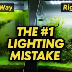 comparing an algae-filled aquarium with a clean planted tank, illustrating a guide on how much light aquarium plants need to avoid mistakes.