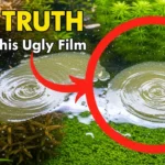 A thumbnail showing an ugly oily biofilm on an aquarium's surface with text asking about the truth behind the film, for an article on how to get rid of biofilm in an aquarium.